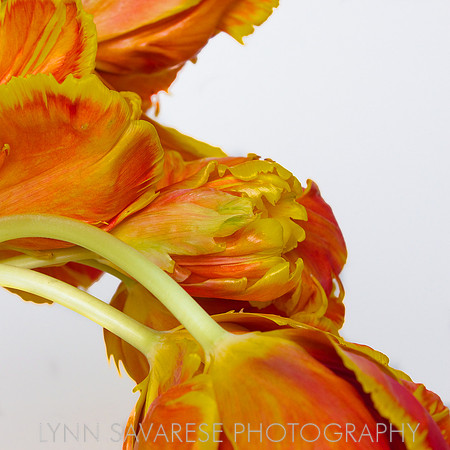 _MG_4322 - Version 5