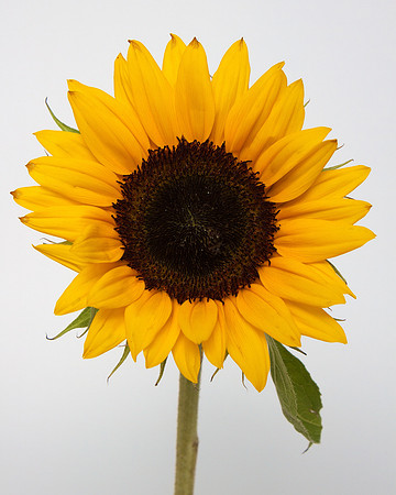 A Pena Flower