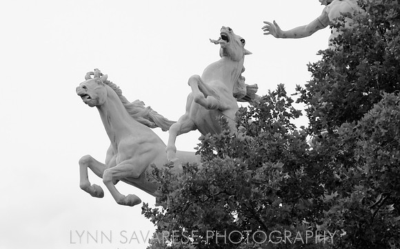 The Horse