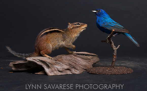 Schwendeman's Indigo Bunting in Consultation
