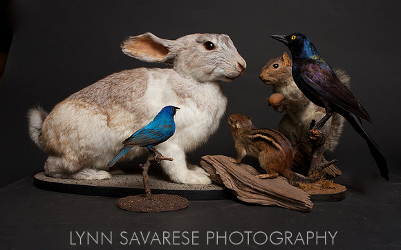 Schwendeman's Indigo Bunting in Consultation