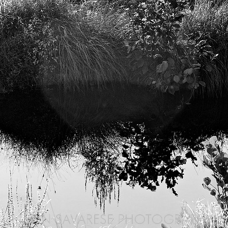 Water and Light