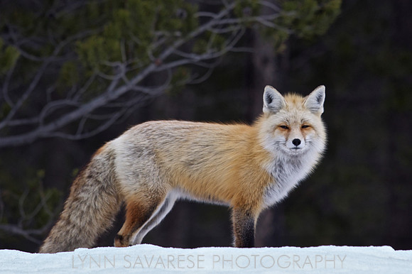 _94A4634 - Version 2