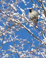 Central Park in Snow
