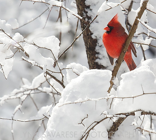 Central Park in Snow