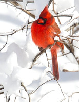 Central Park in Snow