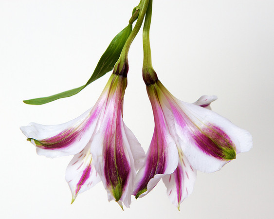 From Raffi's Bouquet