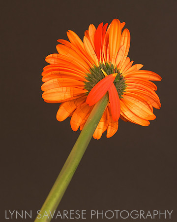 Flowe in Orange