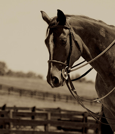 _94A5015 - Version 2