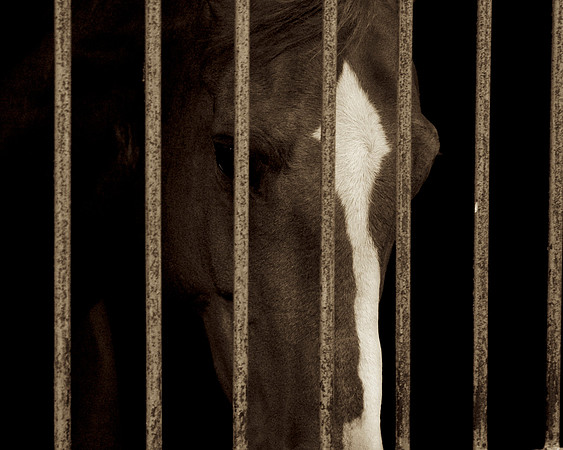 _94A4881