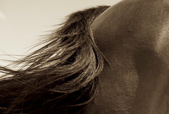 _94A5037 - Version 2