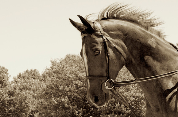 _94A4992 - Version 2