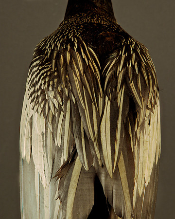 Pinnae Frondium Silvae