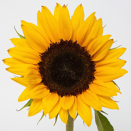 From Raffi's Bouquet
