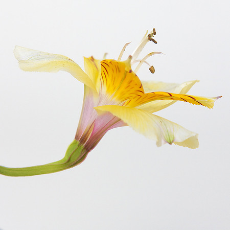 A Pena Flower