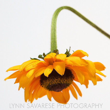 Lynn Savarese Portfolio