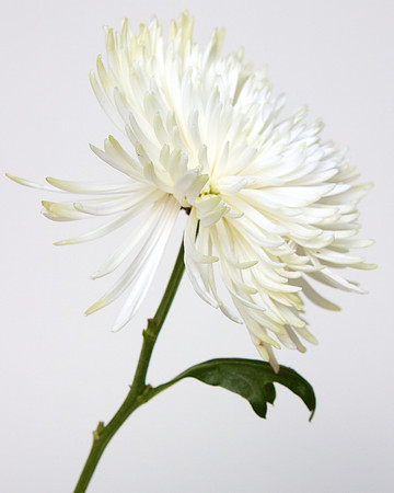 From Raffi's Bouquet