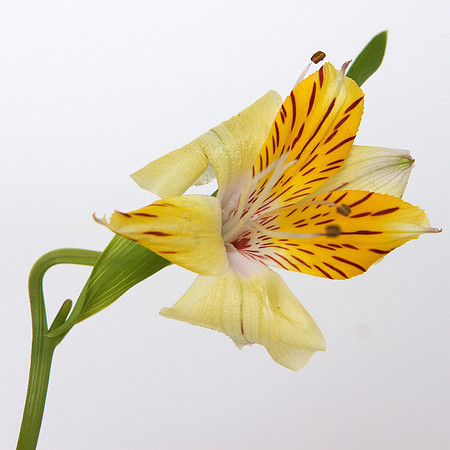 From Raffi's Bouquet