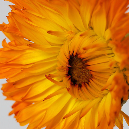 From Raffi's Bouquet