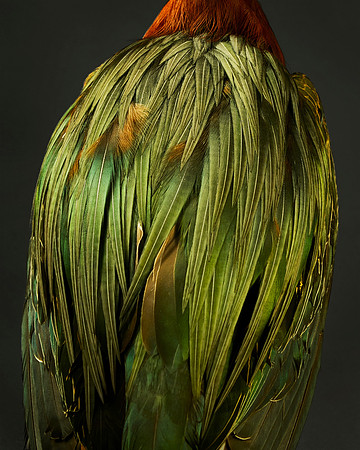 Alae Gramine