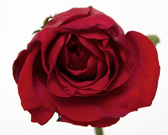 A Pena Flower
