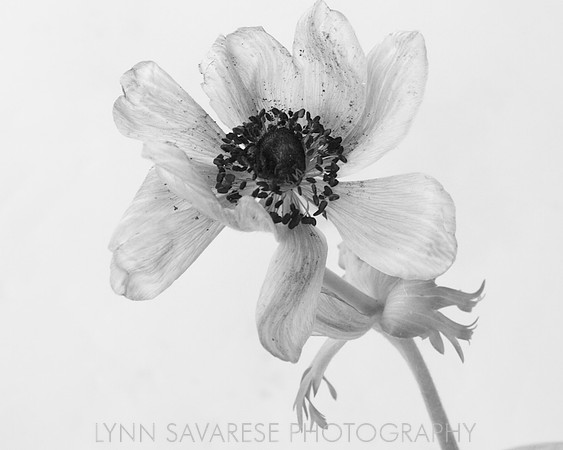 Lynn Savarese Portfolio