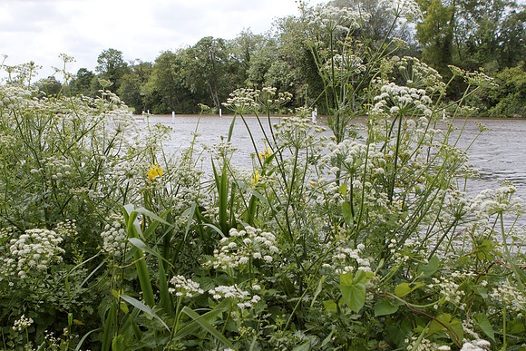 Henley Women's Regatta, 6/15/2012