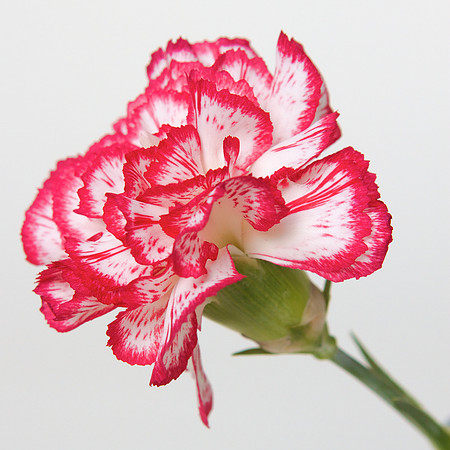 A Pena Flower