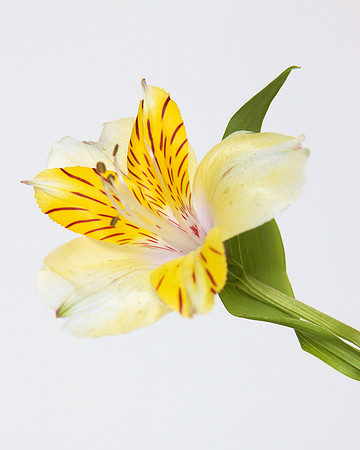 A Pena Flower