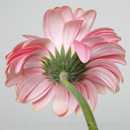 Lynn Savarese Portfolio