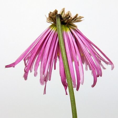A Pena Flower