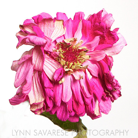 Lynn Savarese Portfolio