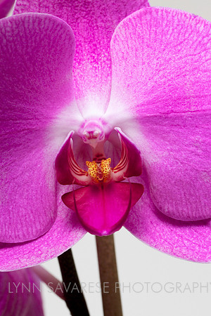 Magenta Magic