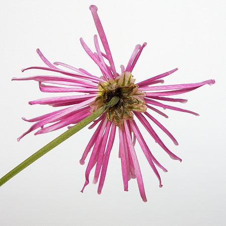 A Pena Flower
