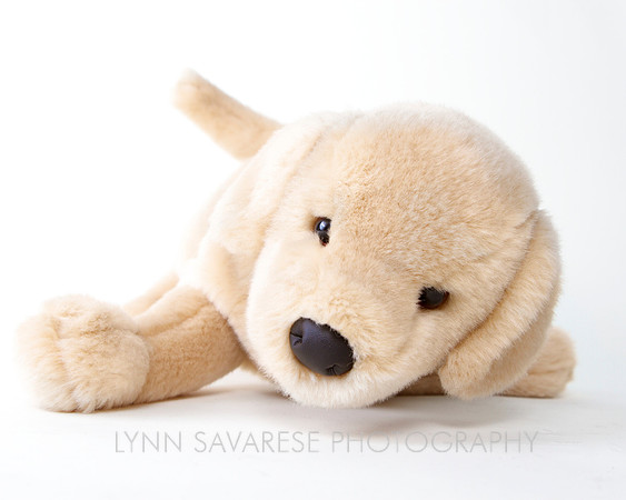 Bears, Puppies and Friends