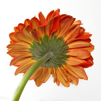 _MG_0244