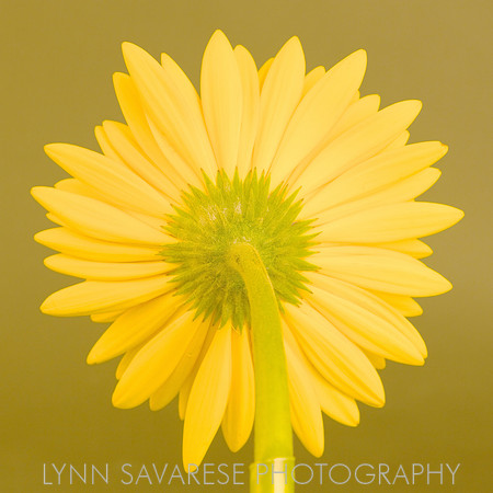 Yellow Flower