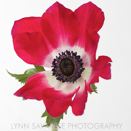 Lynn Savarese Portfolio