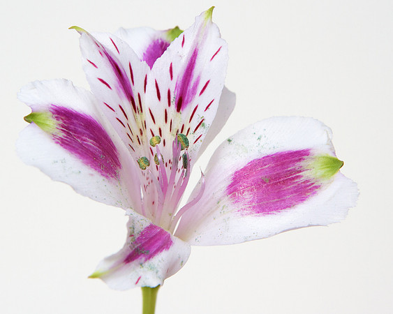 A Pena Flower