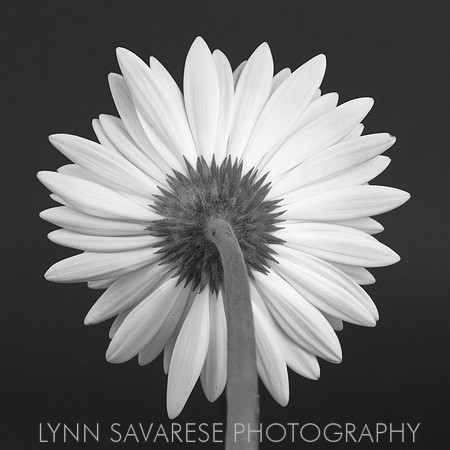Black and White in Bloom