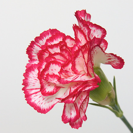 A Pena Flower