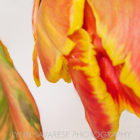 _MG_4322 - Version 2