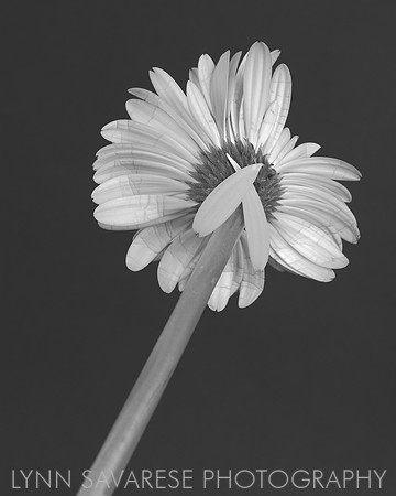 Black and White in Bloom