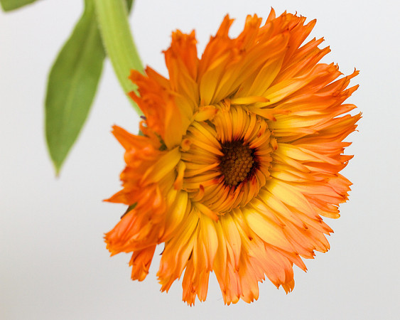 A Pena Flower