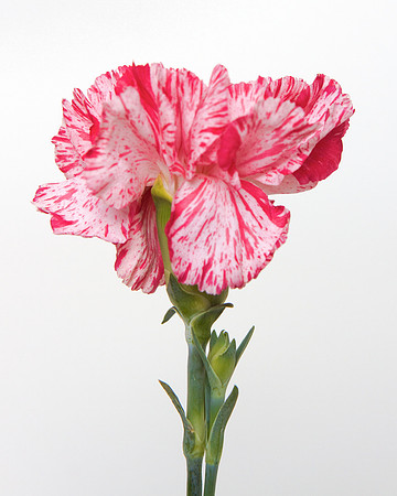 A Pena Flower