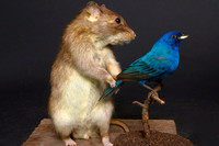 ratandbunting 1