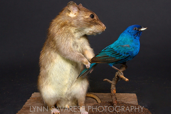 ratandbunting 1