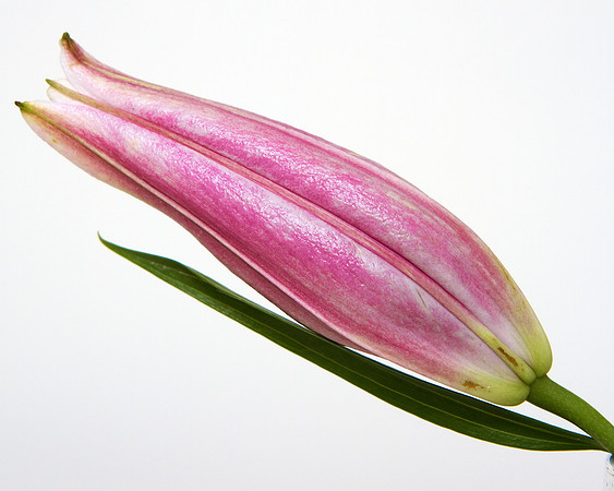 A Pena Flower