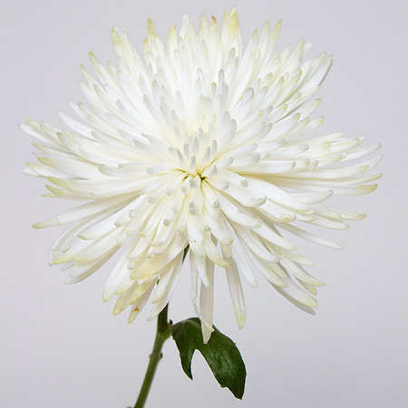 A Pena Flower
