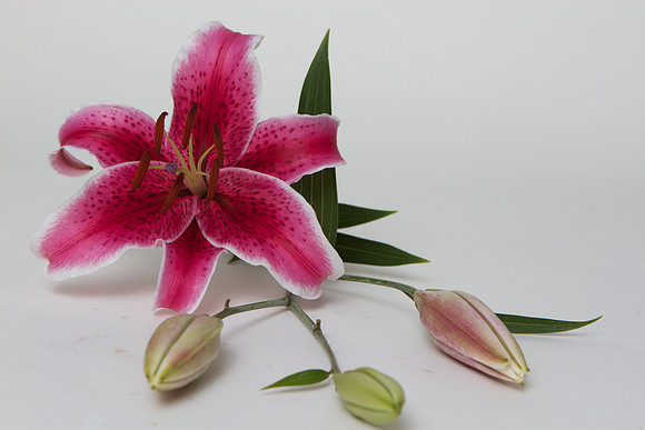 A Pena Flower